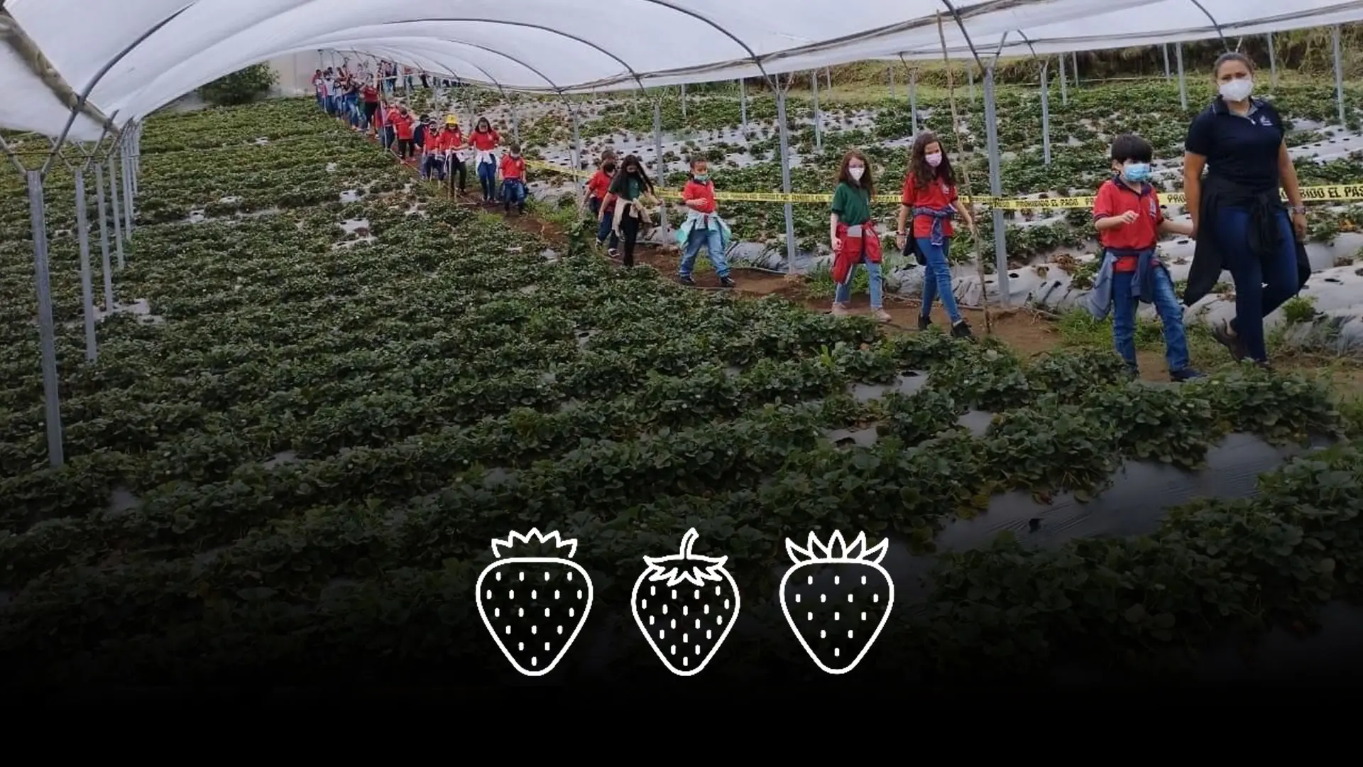 Strawberry picking tour in Fraijanes, Costa Rica