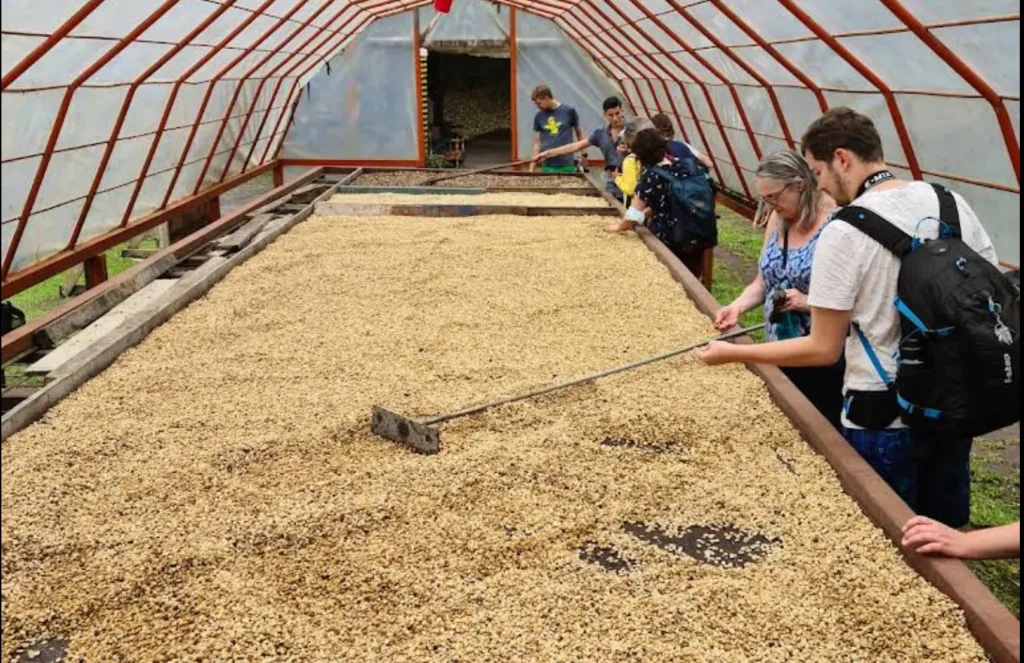 proceso de secado del café