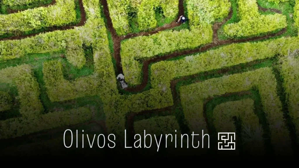 Aerial view of the olive tree maze in Fraijanes