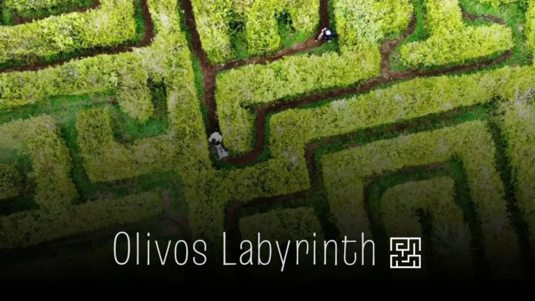Aerial view of the olive tree maze in Fraijanes
