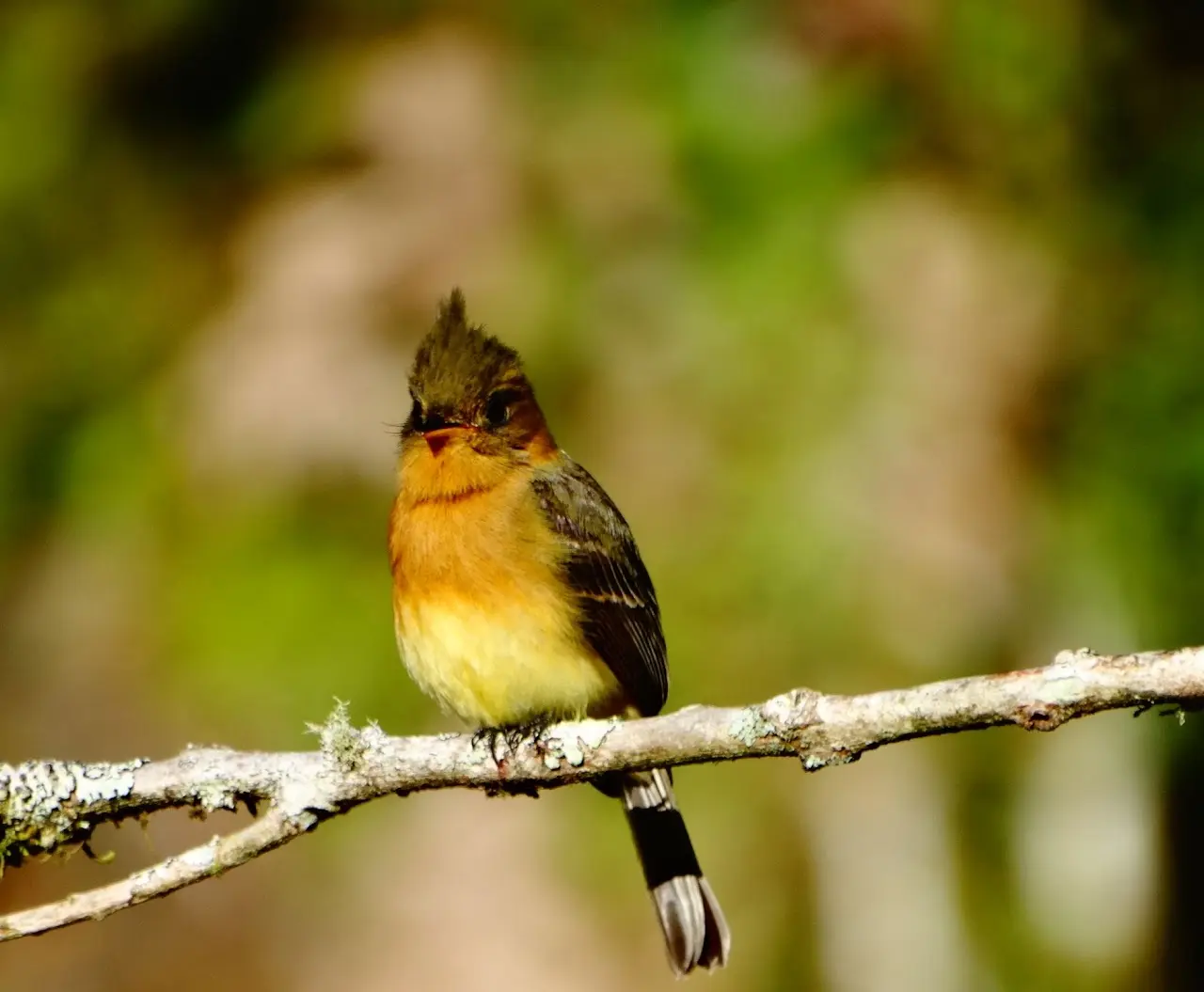 Birdwatching in the cloud forest near Vara Blanca, Costa Rica